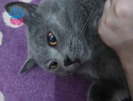 Erkek British Shorthair Kedim Eş Arıyor