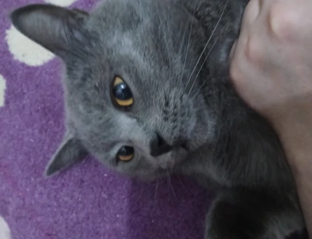 Erkek British Shorthair Kedim Eş Arıyor - 118981219