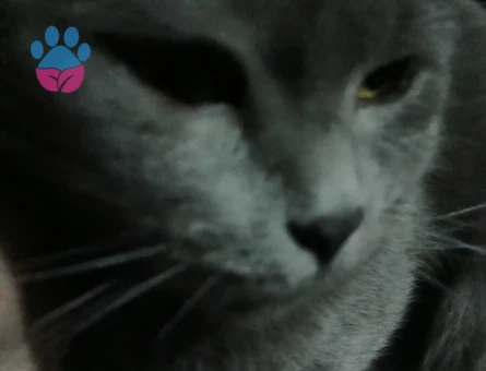 Erkek British Shorthair Kedim Eş Arıyor