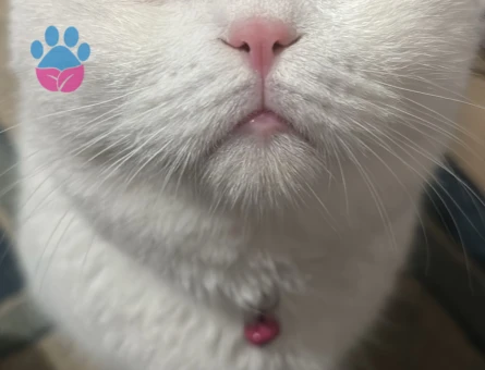 Erkek kedimize eş arıyoruz