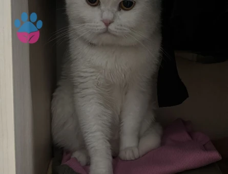 Erkek kedimize eş arıyoruz