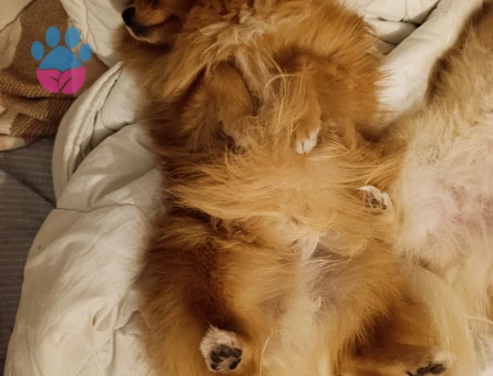 Pomeranian oğluma eş arıyoruz