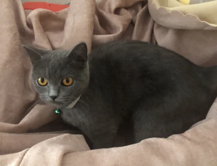 Çiftleşecek erkek kedi arıyoruz - 118974223
