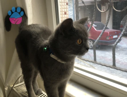 Çiftleşecek erkek kedi arıyoruz