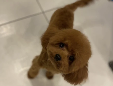 1.450 gr Kore Poodle Oğluma Eş Arıyorum - 118974224