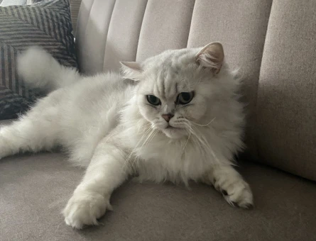 British longhair erkek (dişi kedi arıyoruz) - 118974225
