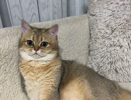 British Shorthair Golden kızıma erkek eş arıyorum - 118974228