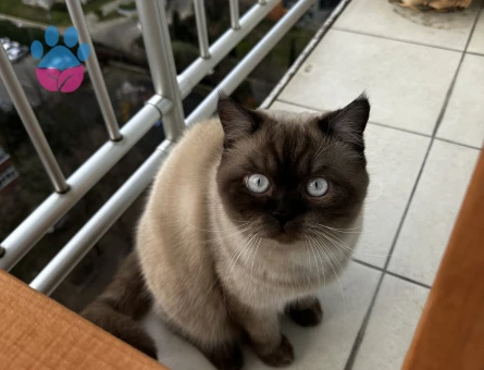 Erkek kedimize Dişi aday arıyoruz.