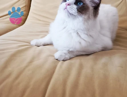 Ragdoll Dişi Kedime Eş Arıyorum