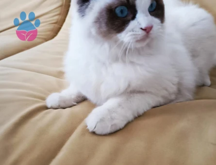 Ragdoll Dişi Kedime Eş Arıyorum