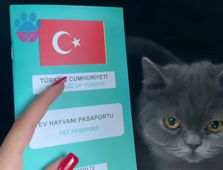 Kızıma eş arıyoruz