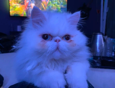 Exotic Shorthair kızıma eş arıyoruz - 118974233