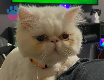 Exotic Shorthair kızıma eş arıyoruz