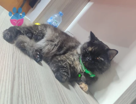 Eş Arıyorum Kızıma