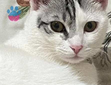 Tekir cinsi kızıma eş arıyorum