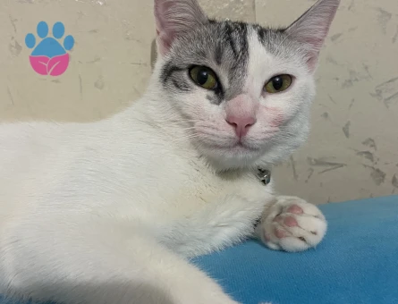 Tekir cinsi kızıma eş arıyorum