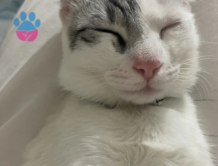 Tekir cinsi kızıma eş arıyorum