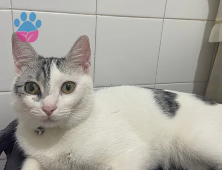 Tekir cinsi kızıma eş arıyorum