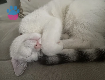 Tekir cinsi kızıma eş arıyorum