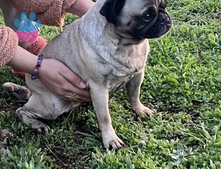 Pug dişimize eş arıyoruz