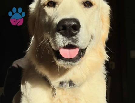 Oğlum Alex'e Eş Arıyorum