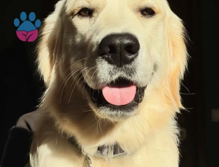 Oğlum Alex'e Eş Arıyorum