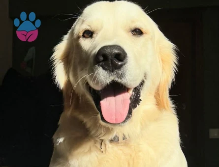 Oğlum Alex'e Eş Arıyorum