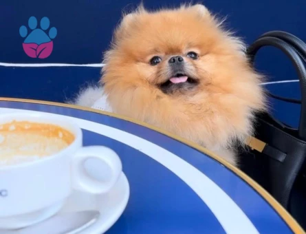 Orange Erkek Ayı Surat Oğlumuz