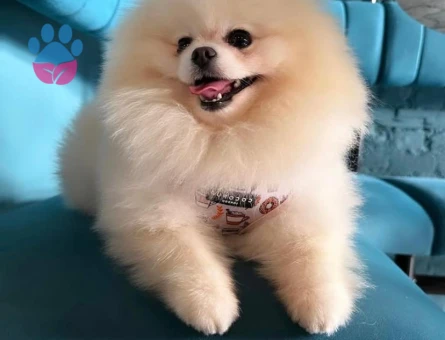 Kar Beyaz Oğlumuza Eş Arıyoruz