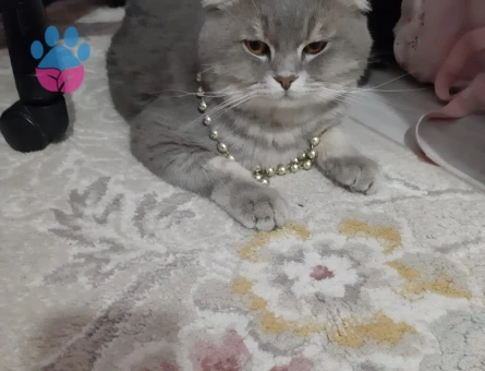 Bitişik oğlumuza es arıyoruz