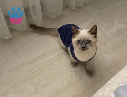 British Blue Point 8 aylık