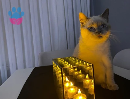 British Blue Point 8 aylık