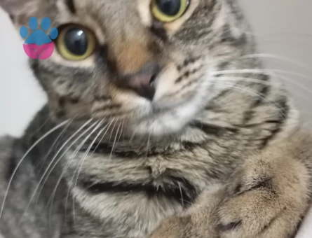 Tekir dişi kızıma eş arıyorum