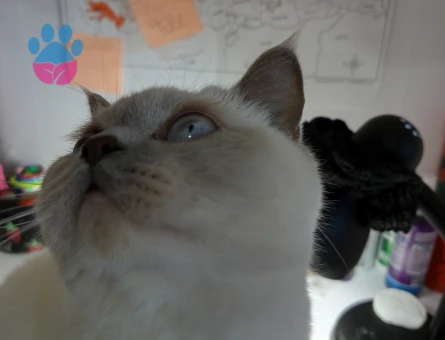 BRİTİSH SHORTHAİR BLUE POİNT