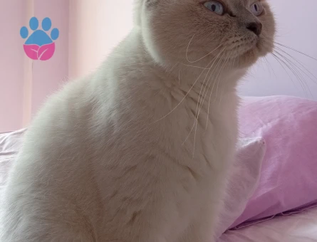 BRİTİSH SHORTHAİR BLUE POİNT