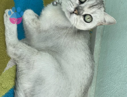 Leydi