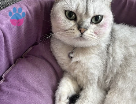 Leydi