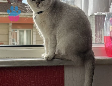 Leydi