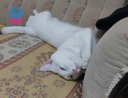 VAN KEDİSİ OĞLUMUZA EŞ ARIYORUZ