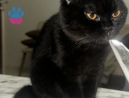 Dişi kedime eş arıyorum