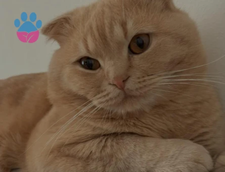 Oğlumuz Leo için eş arıyorum