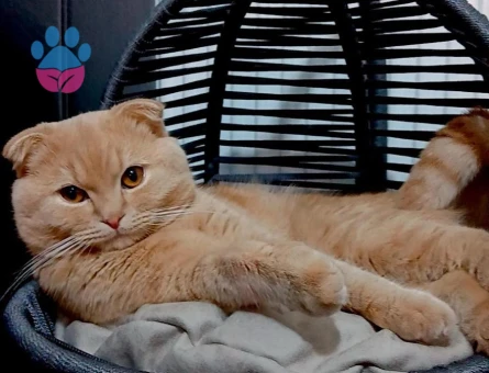 Oğlumuz Leo için eş arıyorum