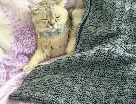 British Shorthair Erkek 1 Yaşında Eş Aranıyor - 118981954