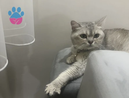 British Shorthair Erkek 1 Yaşında Eş Aranıyor