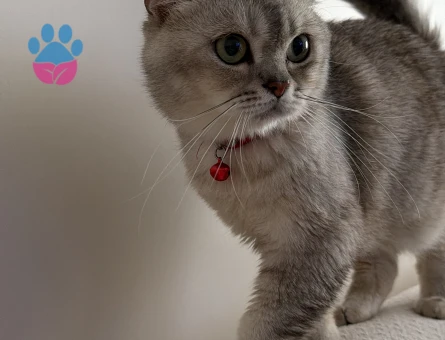 British Shorthair Erkek 1 Yaşında Eş Aranıyor