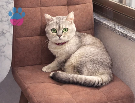 British Shorthair Erkek 1 Yaşında Eş Aranıyor