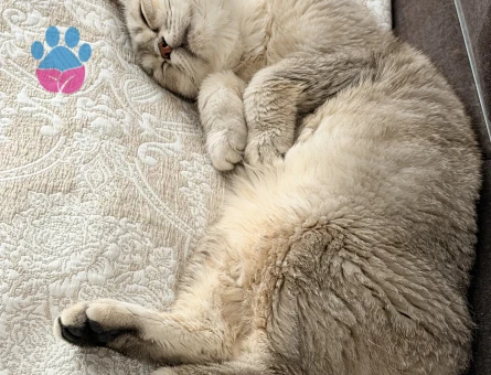 British Shorthair Erkek 1 Yaşında Eş Aranıyor