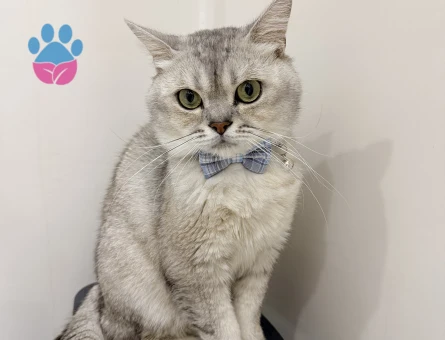 British Shorthair Erkek 1 Yaşında Eş Aranıyor