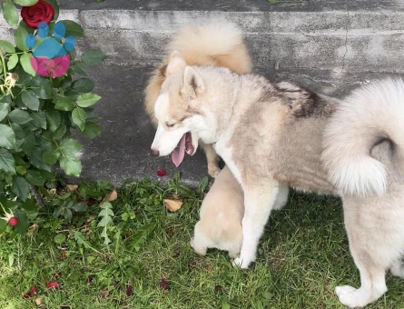 1.5 yaşında dişi husky