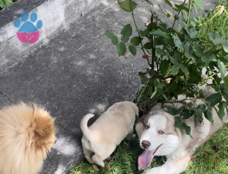 1.5 yaşında dişi husky